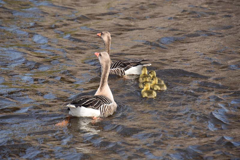 19-04-16_WES-Holl_0164_GA2_7975