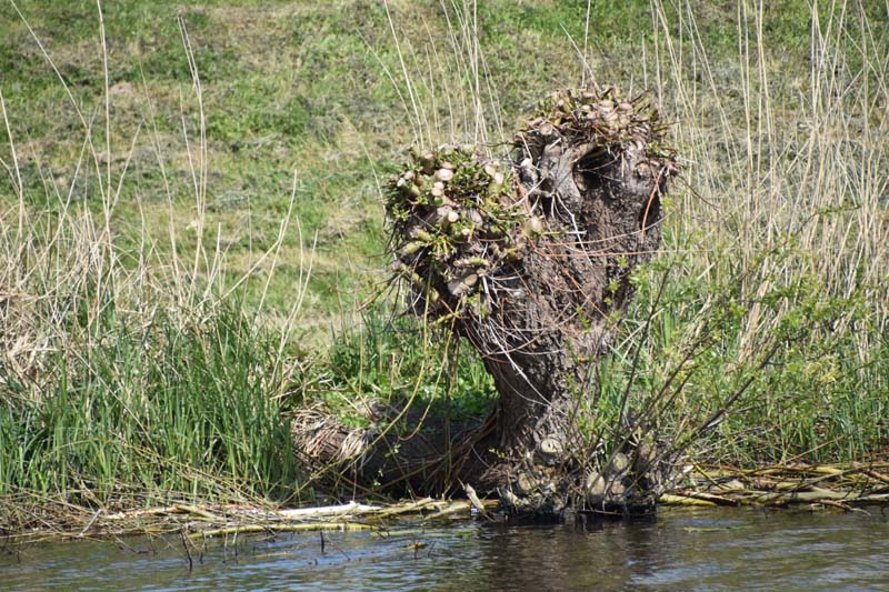 19-04-16_WES-Holl_0209_GA2_8001