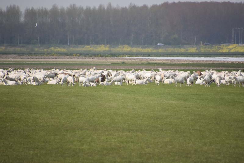 19-04-16_WES-Holl_0396_GA2_8129