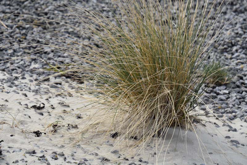 19-04-16_WES-Holl_0516_GA2_8245