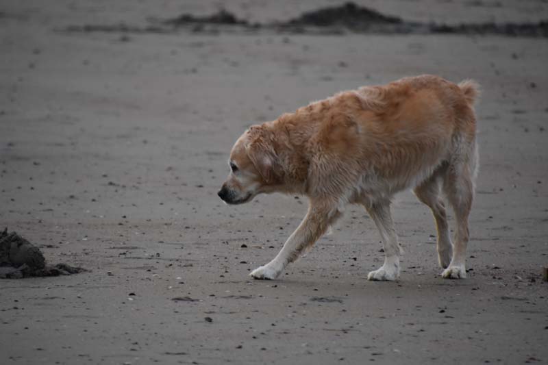 19-04-16_WES-Holl_0598_GA2_8324