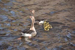 19-04-16_WES-Holl_0164_GA2_7975