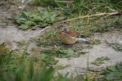 19-04-16_WES-Holl_0443_GA2_8176