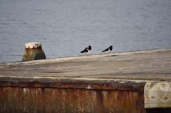 19-04-16_WES-Holl_0506_GA2_8235